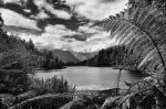 Frédéric Antérion - Fern at Lake Matheson